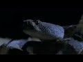 videos de Rattle Snake bite tactics - Deadly Vipers - BBC animals