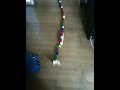 HABA domino with Kugelbahn 1st Challenge!!