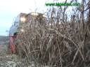 Cosehadora FENDT 6300 C AL Segando maiz Cosehadora FENDT 6300 C AL Segando maiz