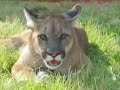 Florida Panthers