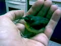 Kiskadee (cousin)