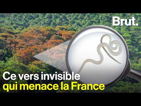 Image de prévisualisation YouTube