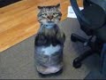 BOXING CAT WARMING UP