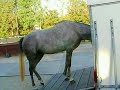 Vertrek paarden naar Frankrijk