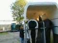 Vertrek paarden naar Frankrijk
