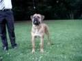 videos de Cane Corso Aiace del rosso Malpelo