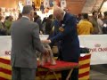 Expo. Inter. Canina Zaragoza Schnauzer Mini S/P