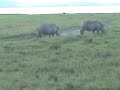 White Rhinos of Lake Nakuru