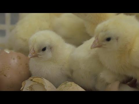 Tierschutz: Kkenschreddern ist weiter erlaubt