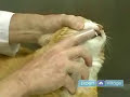 Cat Dental Tips : How to Brush Cat Teeth Cat Dental Tips : How to Brush Cat Teeth