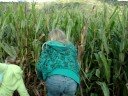 pumpkin farm pumpkin farm
