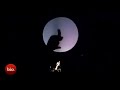 Shadow Puppetry