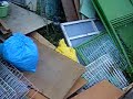 dog breeder in Japan