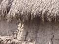 I'm a subsistence farmer get me out of here
