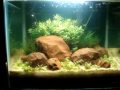 Meu aquario de 18LFlora:Eleocharis MinimaGlossostigma ElatinoidesRotala sp CeylonEchinodorus TenellusEquipamentos:Apenas filtro Atman HF 0300CO2 Caseiro com garrafa PETSubstratoHumus tratado e camada isolante de Areia de Filtro de Piscina. 