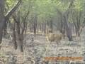 Baluran, National Park - Situbondo - East Java
