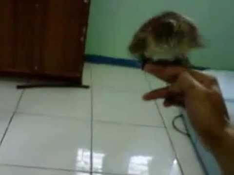 Mengenang Burung Alap Alap Yg Sudah Mati