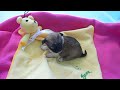 CHIHUAHUAS BABIES
