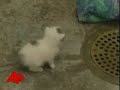 Dog Nurses Motherless Kittens
