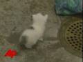 Dog Nurses Motherless Kittens