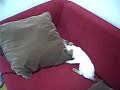 Minkus & Miou fighting