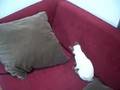 Minkus amp Miou fighting