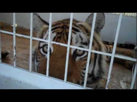 TI LIGER