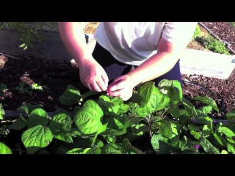 how to harvest bush beans