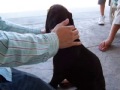 Short Doberman video and picture collage Short Doberman video and picture collage