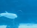 Dolphin plays bubble rings--AMAZING!!! Dolphin plays bubble rings--AMAZING!!!
