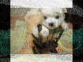 Cute animals + a taco craping ice cream