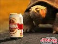 tortuga rata
