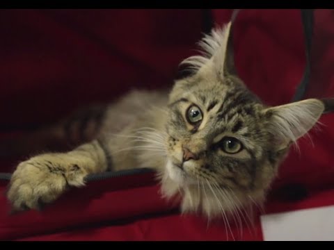 how to determine cat breed