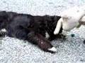 Tug of War - Gizzy 1 Doug 0