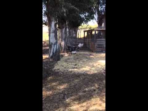 how to train pygmy goats
