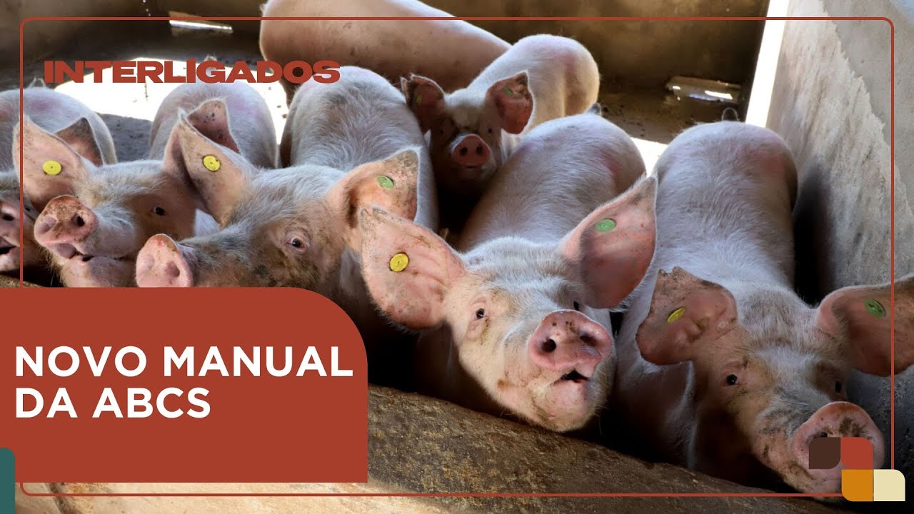 ABCS lança manual de bem-estar animal e sustentabilidade na suinocultura | Interligados - 10/09/2025