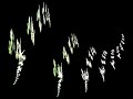 Strange Attractor (IFS) Music Strange Attractor (IFS) Music