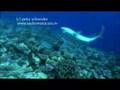 teased silvertip shark strikes back