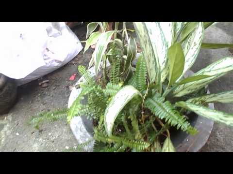 how to replant a money plant