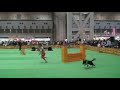 Dog Agility(2008/3/29 JKC CUP Jumping Large Vol.2)