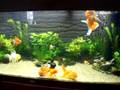 Oranda 400 liter