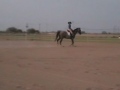 Kairro under saddle - August 31, 2009