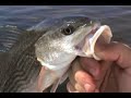 Saltwater Fishing Redfish Saltwater Fishing Redfish