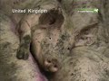 Revealed: the State of EU Pigs