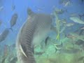 Shark Dive with Tiger Shark Feed
