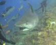 Shark Dive with Tiger Shark Feed