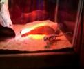 Hungry Bearded Dragons Hungry Bearded Dragons