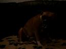 staffordshire bull terrier chewing a fruit pastel