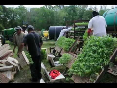 how to transplant watermelon seedlings