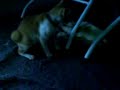 memek & kitty memek & kitty